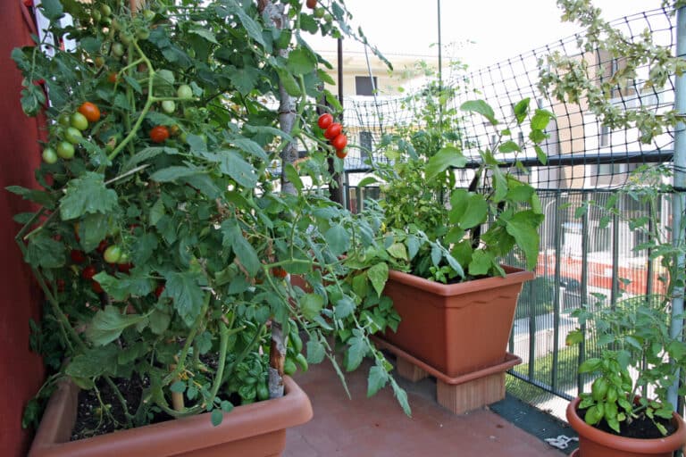 Gemüsegarten auf dem Balkon so gelingt es! Kaufenmitverstand.de