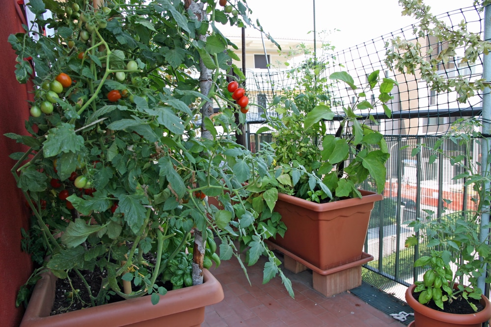 Gemüsegarten auf dem Balkon