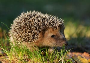 Igel